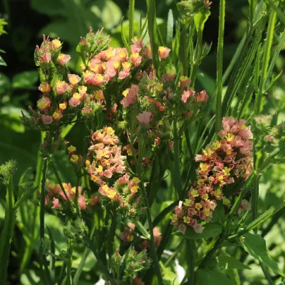 Limonka chobotnatá apricot - Limonium sinuatum - osivo limonky - 30 ks
