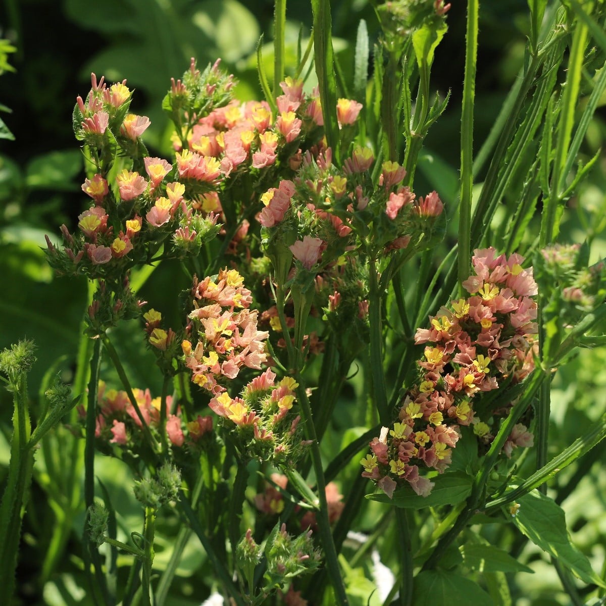 Limonka chobotnatá apricot - Limonium sinuatum - osivo limonky - 30 ks