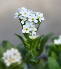 Pomněnka lesní Snowsylva - Myosotis sylvatica - osivo pomněnky - 60 ks