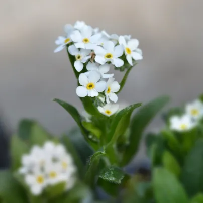 Pomněnka lesní Snowsylva - Myosotis sylvatica - osivo pomněnky - 60 ks