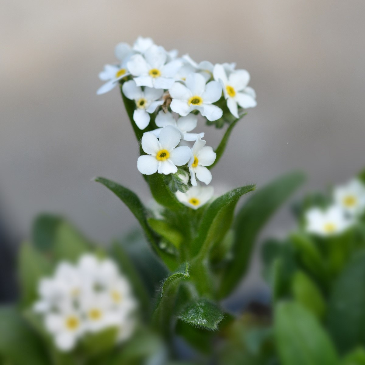 Pomněnka lesní Snowsylva - Myosotis sylvatica - osivo pomněnky - 60 ks