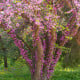 Zmarlika Jidášova - Cercis siliquastrum - osivo zmarliky - 6 ks