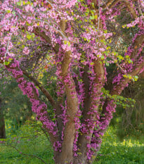 Zmarlika Jidášova - Cercis siliquastrum - osivo zmarliky - 6 ks
