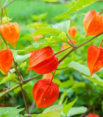Mochyně židovská - Physalis alkekengi - osivo mochyně - 30 ks