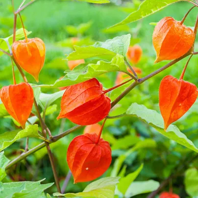 Mochyně židovská - Physalis alkekengi - osivo mochyně - 30 ks