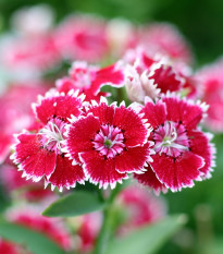 Hvozdík Super Parfait F1 - Dianthus Super Parf. Raspberry - osivo hvozdíku - 16 ks