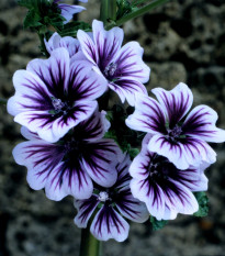 Sléz lesní Zebrina - Malva sylvestris - osivo slézu - 50 ks