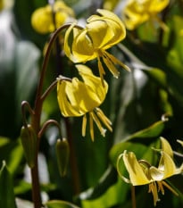 Kandík - Erythronium pagoda - cibule kandíku - 3 ks