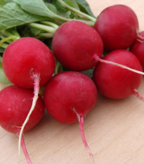 Ředkvička Ester - Raphanus sativus - osivo ředkvičky - 300 ks