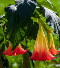 Durman krvavý - Brugmansia sanguinea - osivo durmanu - 7 ks