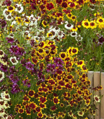 Krásnoočko trpasličí mix - Coreopsis hybrida - osivo krásnoočka - 200 ks