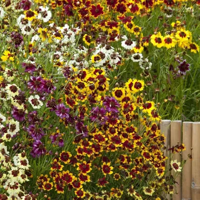 Krásnoočko trpasličí mix - Coreopsis hybrida - osivo krásnoočka - 200 ks