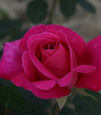Růže keřová mnohokvětá Pink Peace - Rosa - prostokořenné sazenice růží