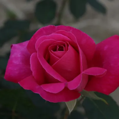 Růže keřová mnohokvětá Pink Peace - Rosa - prostokořenné sazenice růží
