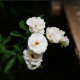 Růže keřová půdokryvná The white fairy - Rosa - prostokořenné sazenice růží