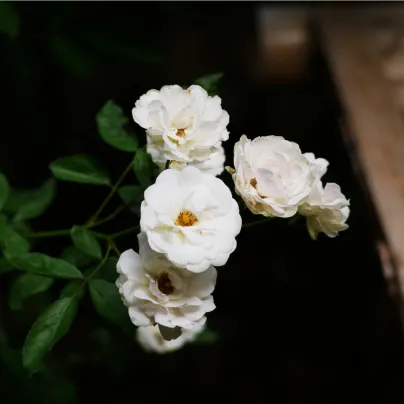 Růže keřová půdokryvná The white fairy - Rosa - prostokořenné sazenice růží