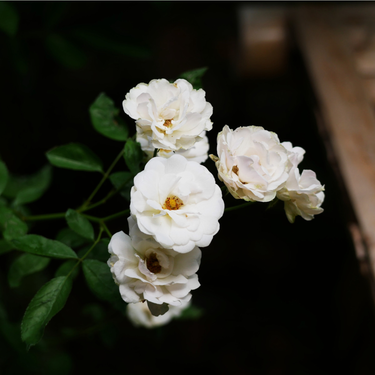 Růže keřová půdokryvná The white fairy - Rosa - prostokořenné sazenice růží
