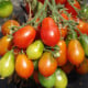 Rajče Radana - Solanum lycopersicum - osivo rajčat - 15 ks