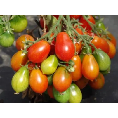 Rajče Radana - Solanum lycopersicum - osivo rajčat - 15 ks