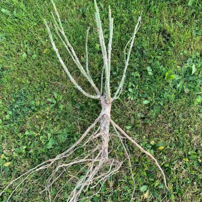 Růže keřová půdokryvná Meintraum - Rosa - prostokořenné sazenice růží - 1 ks