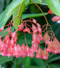 Begonie šarlatová - Begonia coccinea - osivo begónie - 12 ks