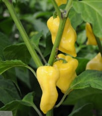 Chilli Habanero žluté - Capsicum chinense - osivo chilli - 6 ks