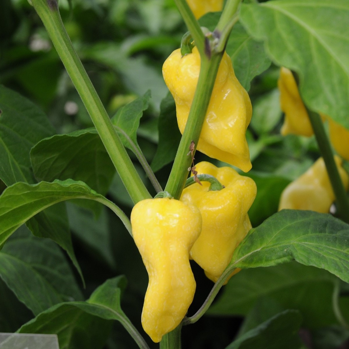 Chilli Habanero žluté - Capsicum chinense - osivo chilli - 6 ks