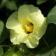 Mexická bavlna - Gossypium hirsutum - osivo bavlny - 5 ks
