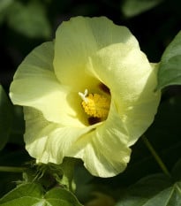 Mexická bavlna - Gossypium hirsutum - osivo bavlny - 5 ks