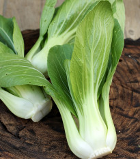 Pak Choi Chifu F1 - Brassica rapa chinensis - osivo pak choi - 50 ks