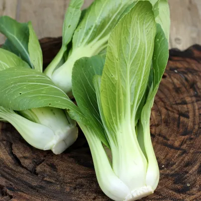 Pak Choi Chifu F1 - Brassica rapa chinensis - osivo pak choi - 50 ks