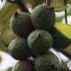 Makadámie - Macademia integrifolia - osivo makadámie - 2 ks
