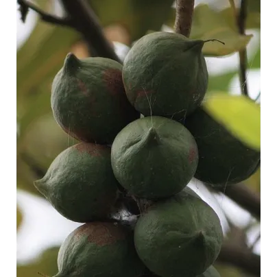Makadámie - Macademia integrifolia - osivo makadámie - 2 ks