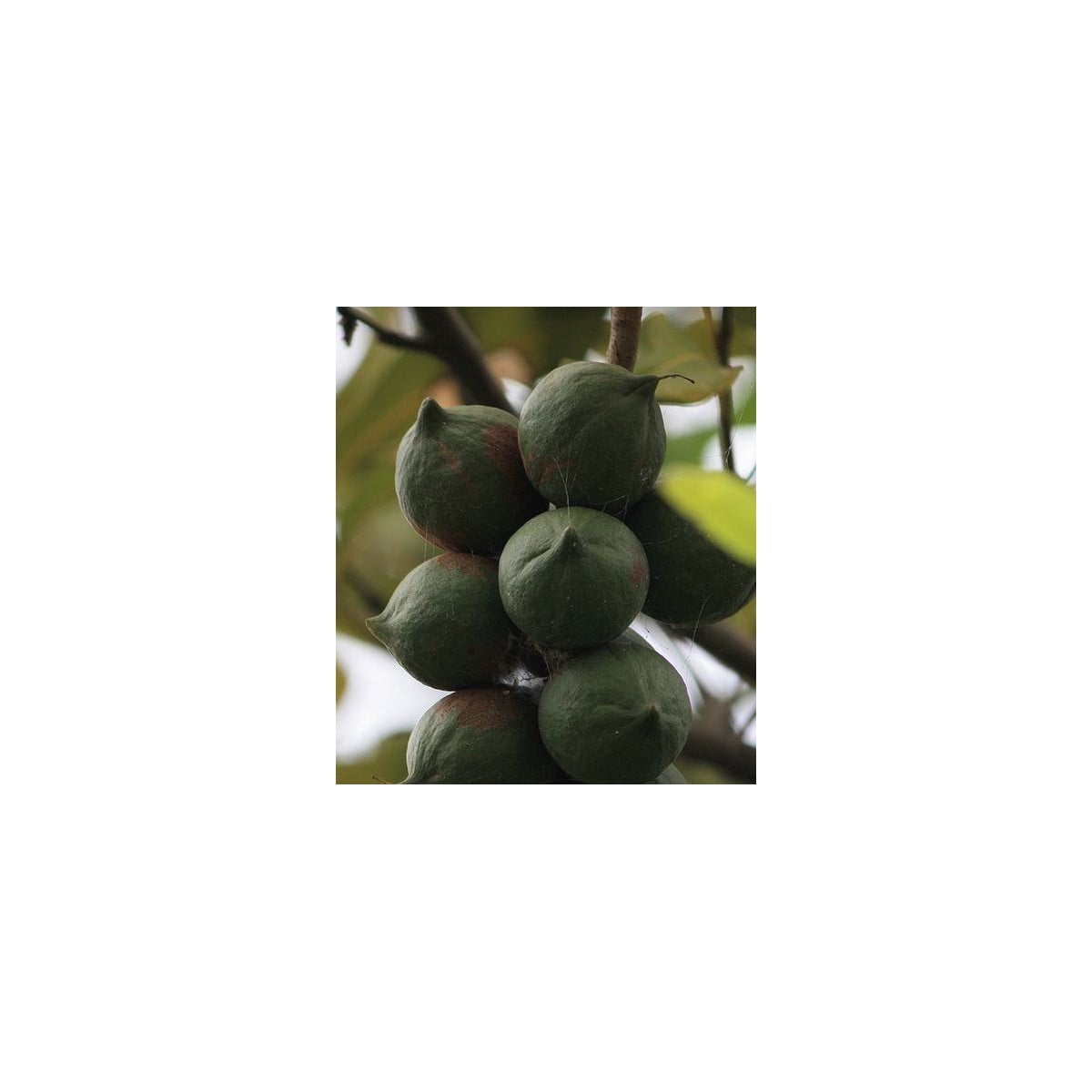 Makadámie - Macademia integrifolia - osivo makadámie - 2 ks