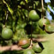 Makadámie - Macademia integrifolia - osivo makadámie - 2 ks