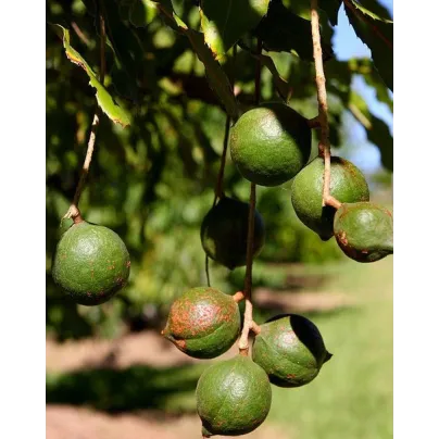 Makadámie - Macademia integrifolia - osivo makadámie - 2 ks