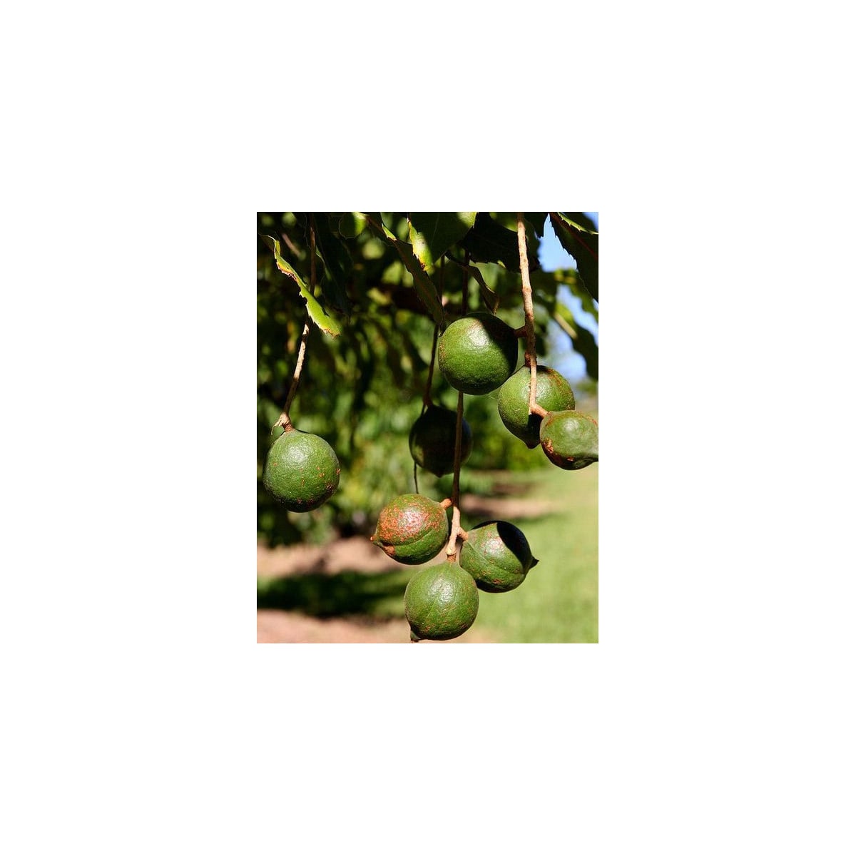 Makadámie - Macademia integrifolia - osivo makadámie - 2 ks