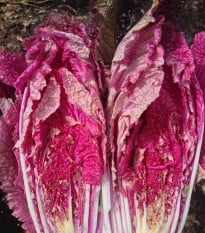 Zelí pekingské Scarvita F1 - Brassica pekinensis - osivo zelí - 10 ks