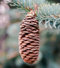 Smrk Wilsonův - Picea wilsonii - osivo smrku - 12 ks