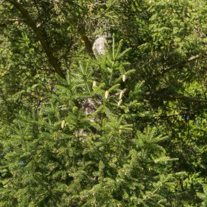 Smrk Wilsonův - Picea wilsonii - osivo smrku - 12 ks