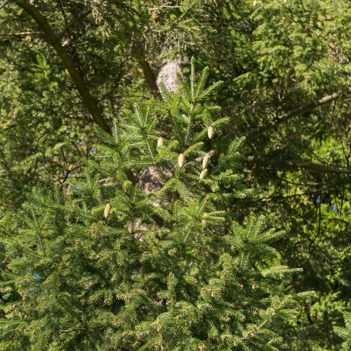 Smrk Wilsonův - Picea wilsonii - osivo smrku - 12 ks