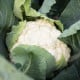 BIO Květák Neckarperle - Brassica oleracea - bio osivo květáku - 20 ks