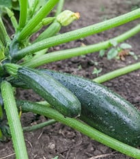 Bio Cuketa Alberello - Cucurbita pepo - bio osivo cukety - 5 ks