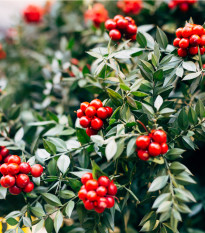 Cesmína paraguayská - Mathé - Ilex paraguariensis - osivo cesmíny - 6 ks
