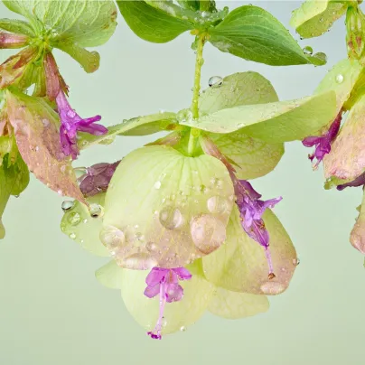 Okrasné oregano Kirigami - Origanum rotundifolia - osivo oregana - 18 ks