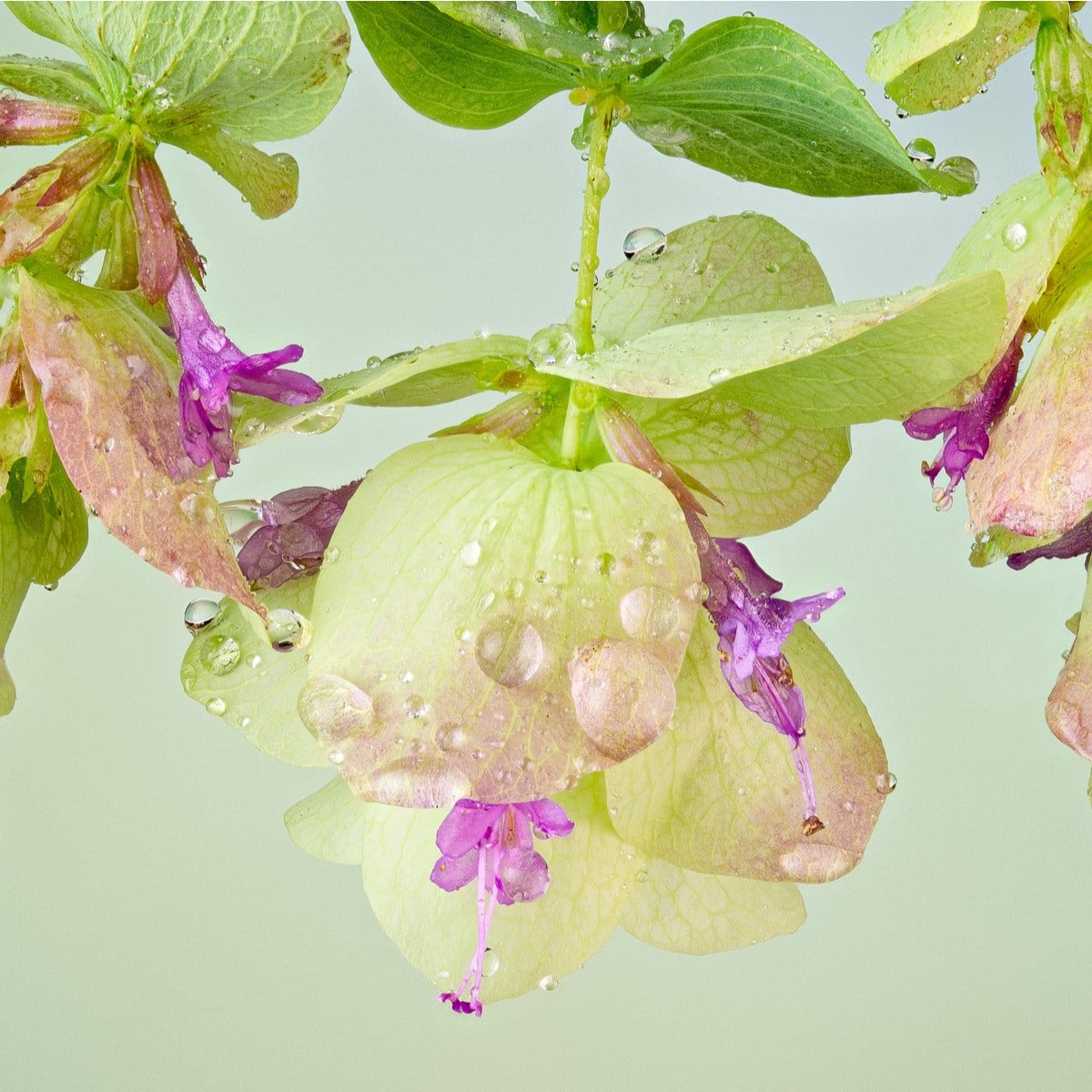 Okrasné oregano Kirigami - Origanum rotundifolia - osivo oregana - 18 ks
