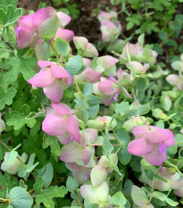 Okrasné oregano Kirigami - Origanum rotundifolia - osivo oregana - 18 ks
