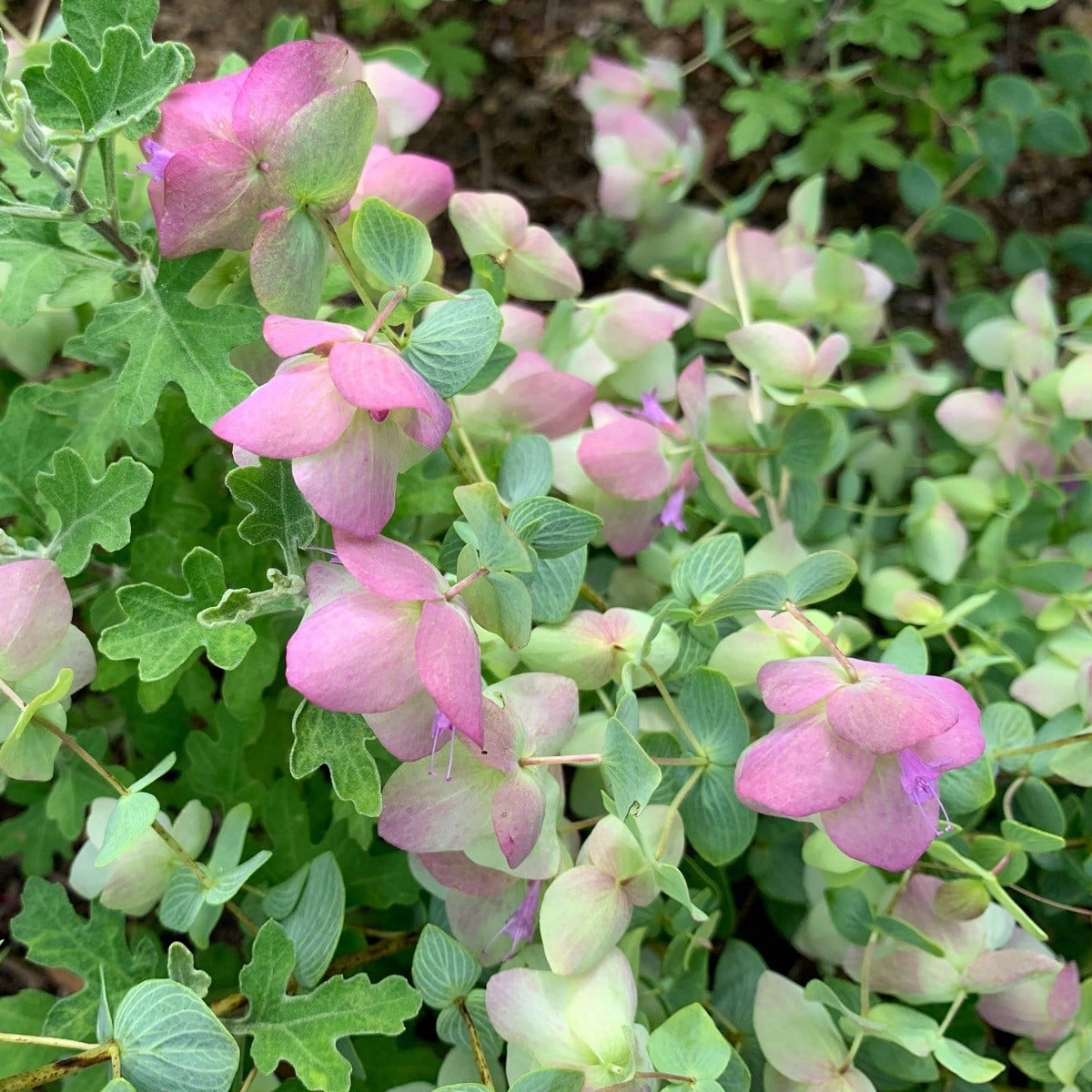 Okrasné oregano Kirigami - Origanum rotundifolia - osivo oregana - 18 ks