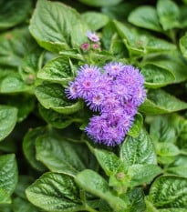 Nestařec americký Red Sea - Ageratum houstonianum - osivo nestařce - 30 ks