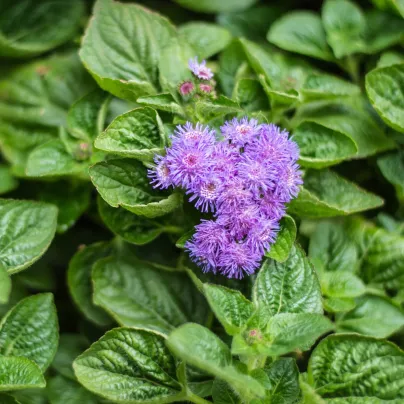 Nestařec americký Red Sea - Ageratum houstonianum - osivo nestařce - 30 ks